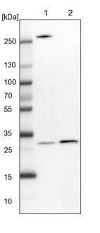 Lane 1: NIH-3T3 cell lysate (Mouse embryonic fibroblast cells)_br/_Lane 2: NBT-II cell lysate (Rat Wistar bladder tumour cells)