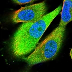 Immunofluorescent staining of human cell line U-251 MG shows localization to nucleus & cytosol.