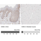 Anti-CD82 Antibody