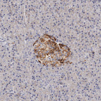 Immunohistochemical staining of human pancreas shows moderate membranous positivity in islets of Langerhans.