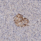 Immunohistochemical staining of human pancreas shows moderate membranous positivity in islets of Langerhans.
