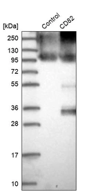 Western blot analysis in control (vector only transfected HEK293T lysate) and CD82 over-expression lysate (Co-expressed with a C-terminal myc-DDK tag (~3.1 kDa) in mammalian HEK293T cells, LY400808).