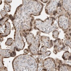 Anti-TEAD3 Antibody