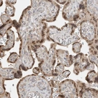 Anti-TEAD3 Antibody