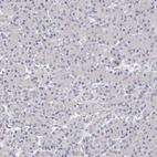 Immunohistochemical staining of human pancreas shows negative cytoplasmic positivity in exocrine glandular cells as expected.