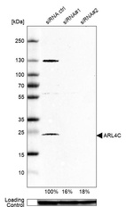 Anti-ARL4C Antibody