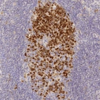 Immunohistochemical staining of human Lymph node shows strong nuclear and cytoplasmic positivity in germinal center cells.