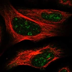 Immunofluorescent staining of human cell line U-2 OS shows localization to nucleoli.