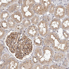 Immunohistochemical staining of human kidney shows weak cytoplasmic positivity in cells in tubules and glomeruli.