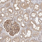 Immunohistochemical staining of human kidney shows weak cytoplasmic positivity in cells in tubules and glomeruli.