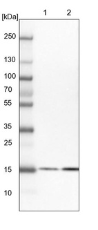 Anti-BUD31 Antibody