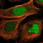 Immunofluorescent staining of human cell line U-2 OS shows localization to nucleus & microtubules.