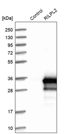 Western blot analysis in control (vector only transfected HEK293T lysate) and RILPL2 over-expression lysate (Co-expressed with a C-terminal myc-DDK tag (~3.1 kDa) in mammalian HEK293T cells, LY408055).
