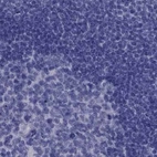 Immunohistochemical staining of human lymph node using Anti-PSMB11 antibody HPA028967.