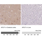 Anti-APLP1 Antibody
