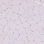 Immunohistochemical staining of human skeletal muscle shows no positivity in myocytes as expected.