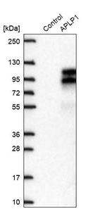 Western blot analysis in control (vector only transfected HEK293T lysate) and APLP1 over-expression lysate (Co-expressed with a C-terminal myc-DDK tag (~3.1 kDa) in mammalian HEK293T cells, LY401581).