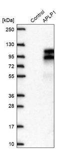 Western blot analysis in control (vector only transfected HEK293T lysate) and APLP1 over-expression lysate (Co-expressed with a C-terminal myc-DDK tag (~3.1 kDa) in mammalian HEK293T cells, LY401581).