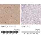 Anti-APLP1 Antibody