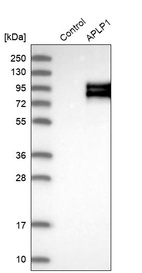 Western blot analysis in control (vector only transfected HEK293T lysate) and APLP1 over-expression lysate (Co-expressed with a C-terminal myc-DDK tag (~3.1 kDa) in mammalian HEK293T cells, LY401581).