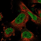 Immunofluorescent staining of human cell line U-251 MG shows localization to nucleoplasm & nuclear membrane.