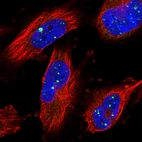 Immunofluorescent staining of human cell line U-251 MG shows localization to nuclear bodies.