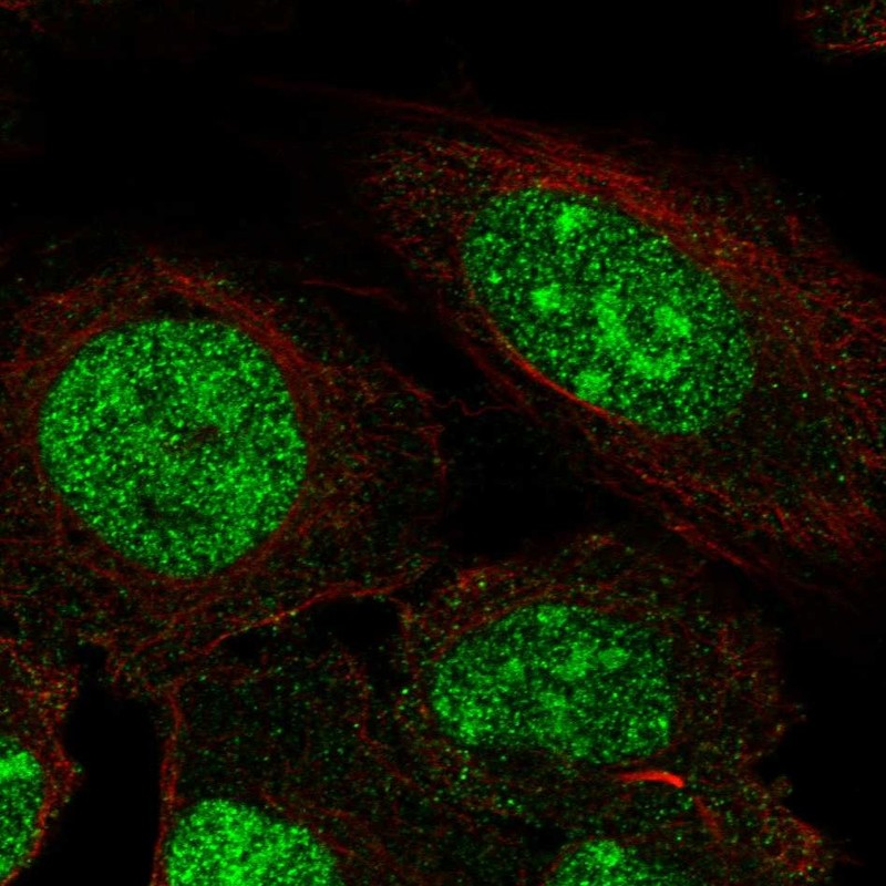 Anti-ZNF300 Antibody