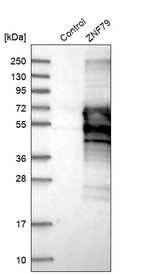 Western blot analysis in control (vector only transfected HEK293T lysate) and ZNF79 over-expression lysate (Co-expressed with a C-terminal myc-DDK tag (~3.1 kDa) in mammalian HEK293T cells, LY416178).