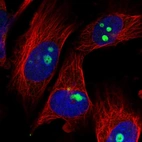 Immunofluorescent staining of human cell line U-251 MG shows localization to nucleoli & centrosome.
