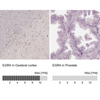 Anti-EGR4 Antibody