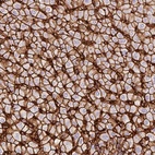 Immunohistochemical staining of human liver shows high expression.