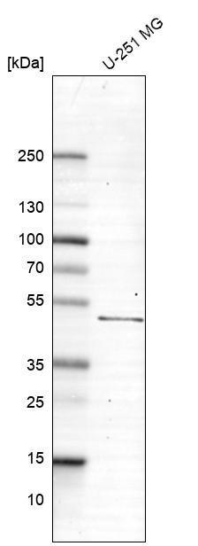 Anti-SLC2A2 Antibody
