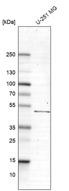 Anti-SLC2A2 Antibody