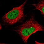 Immunofluorescent staining of human cell line U-2 OS shows localization to nucleoplasm & nuclear bodies.
