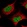 Anti-ZNF470 Antibody