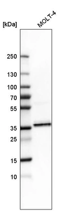 Western blot analysis in human cell line MOLT-4.