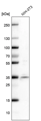 Western blot analysis in mouse cell line NIH-3T3.