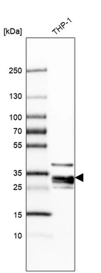 Western blot analysis in human cell line THP-1.