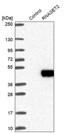Western blot analysis in control (vector only transfected HEK293T lysate) and RNASET2 over-expression lysate (Co-expressed with a C-terminal myc-DDK tag (~3.1 kDa) in mammalian HEK293T cells, LY418470).