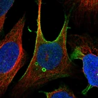 Immunofluorescent staining of human cell line U-2 OS shows localization to plasma membrane, centrosome & vesicles.