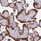 Anti-AMFR Antibody