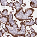 Anti-AMFR Antibody