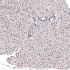 Immunohistochemical staining of human pancreas shows weak nuclear positivity in glandular cells.