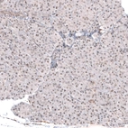 Immunohistochemical staining of human pancreas shows weak nuclear positivity in glandular cells.