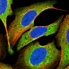 Immunofluorescent staining of human cell line U-2 OS shows localization to cytosol & mitochondria.