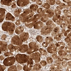 Immunohistochemical staining of human stomach shows moderate to strong cytoplasmic and nuclear positivity in glandular cells.