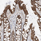 Immunohistochemical staining of human colon shows high expression.