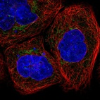 Immunofluorescent staining of human cell line A-431 shows localization to mitochondria.