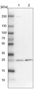 Lane 1: NIH-3T3 cell lysate (Mouse embryonic fibroblast cells)_br/_Lane 2: NBT-II cell lysate (Rat Wistar bladder tumour cells)