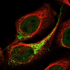 Immunofluorescent staining of human cell line U-2 OS shows localization to nucleoplasm & mitochondria.